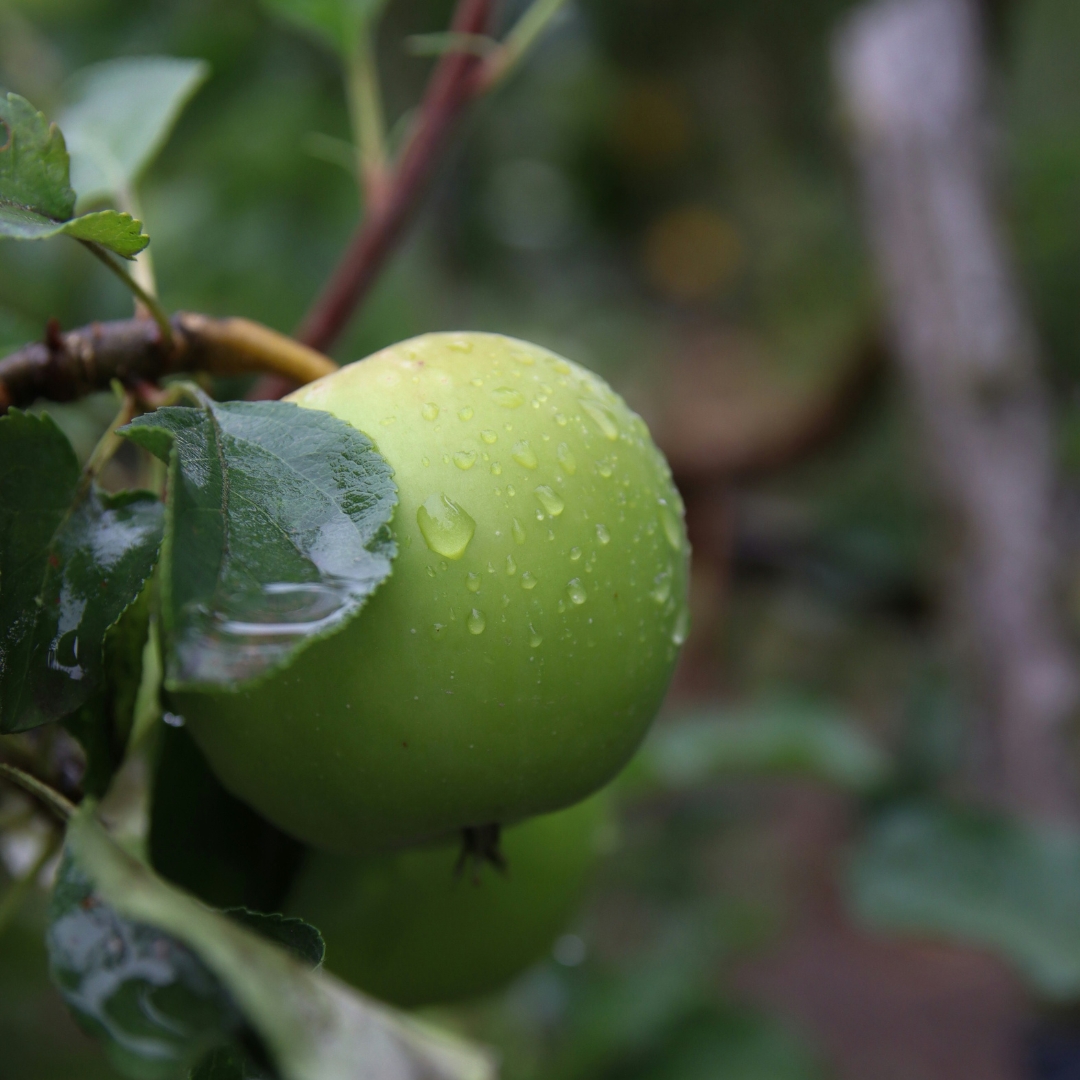 Buy Apples - Granny Smith Online NZ